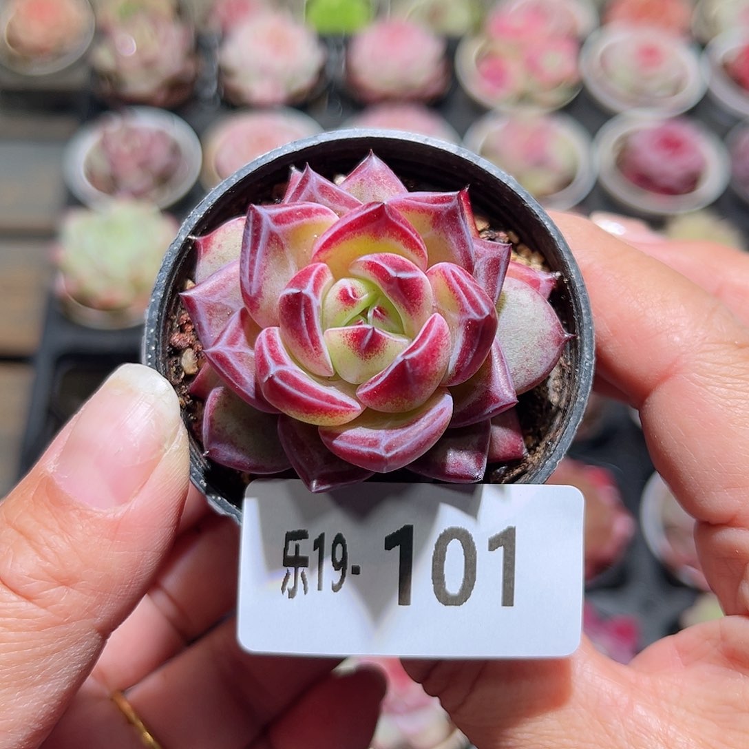 木乐19-101乌尼莫克