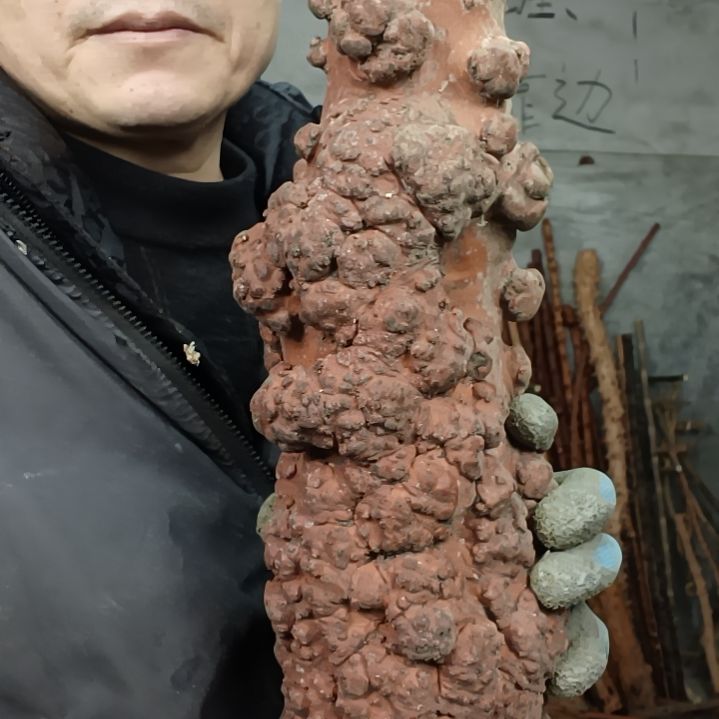 稳定木5****6贵州檬子木   铁马鞭   根艺  半成品