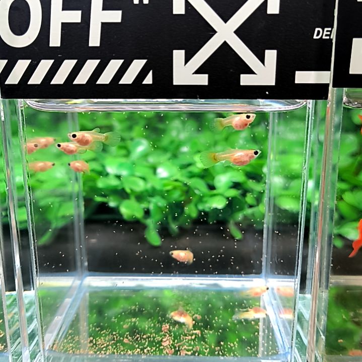 孔雀鱼皇家落日玻璃猫8条苗子含两条被损。