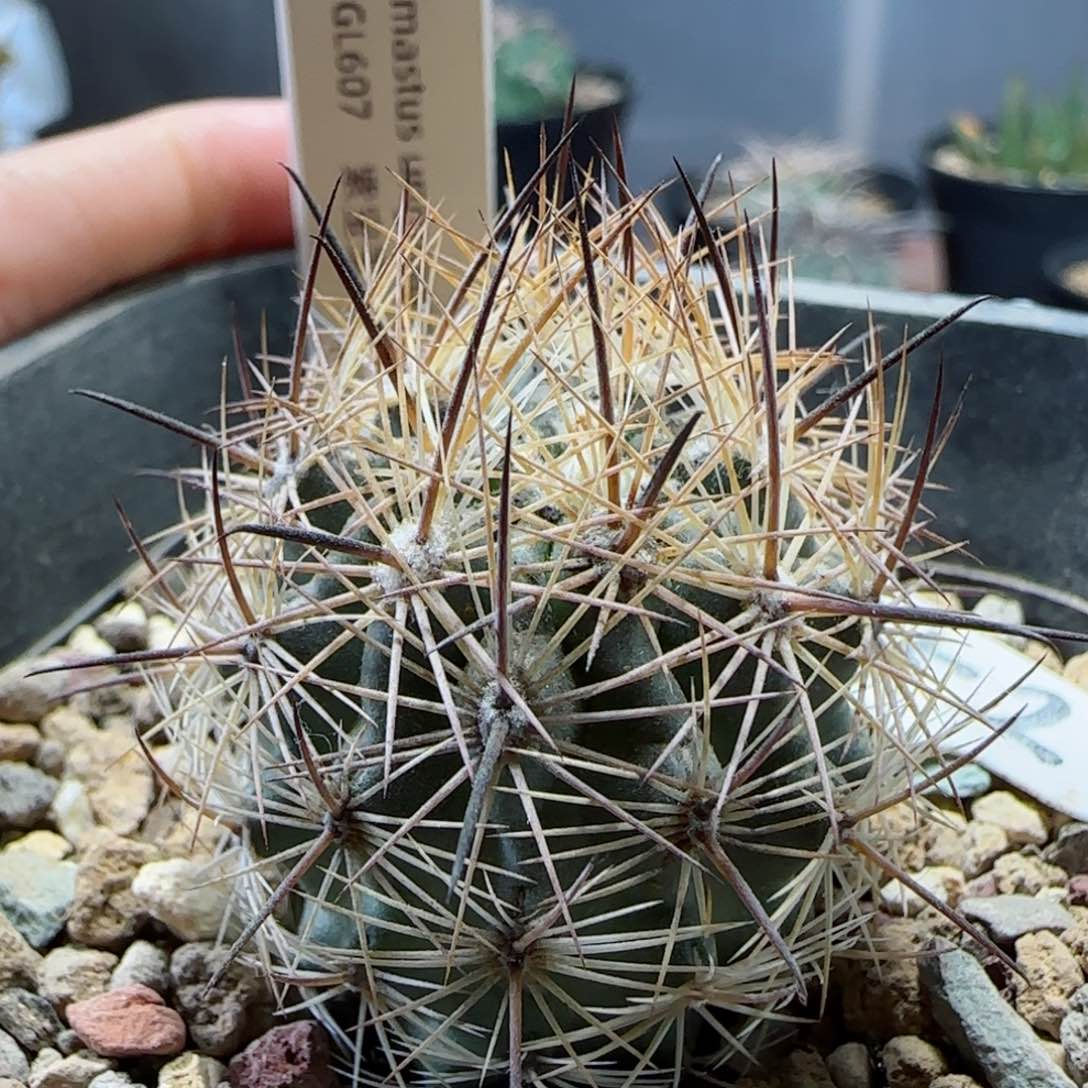 52实生紫宝玉多肉