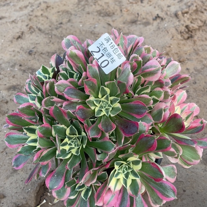 210白凤大手捧不太圆4