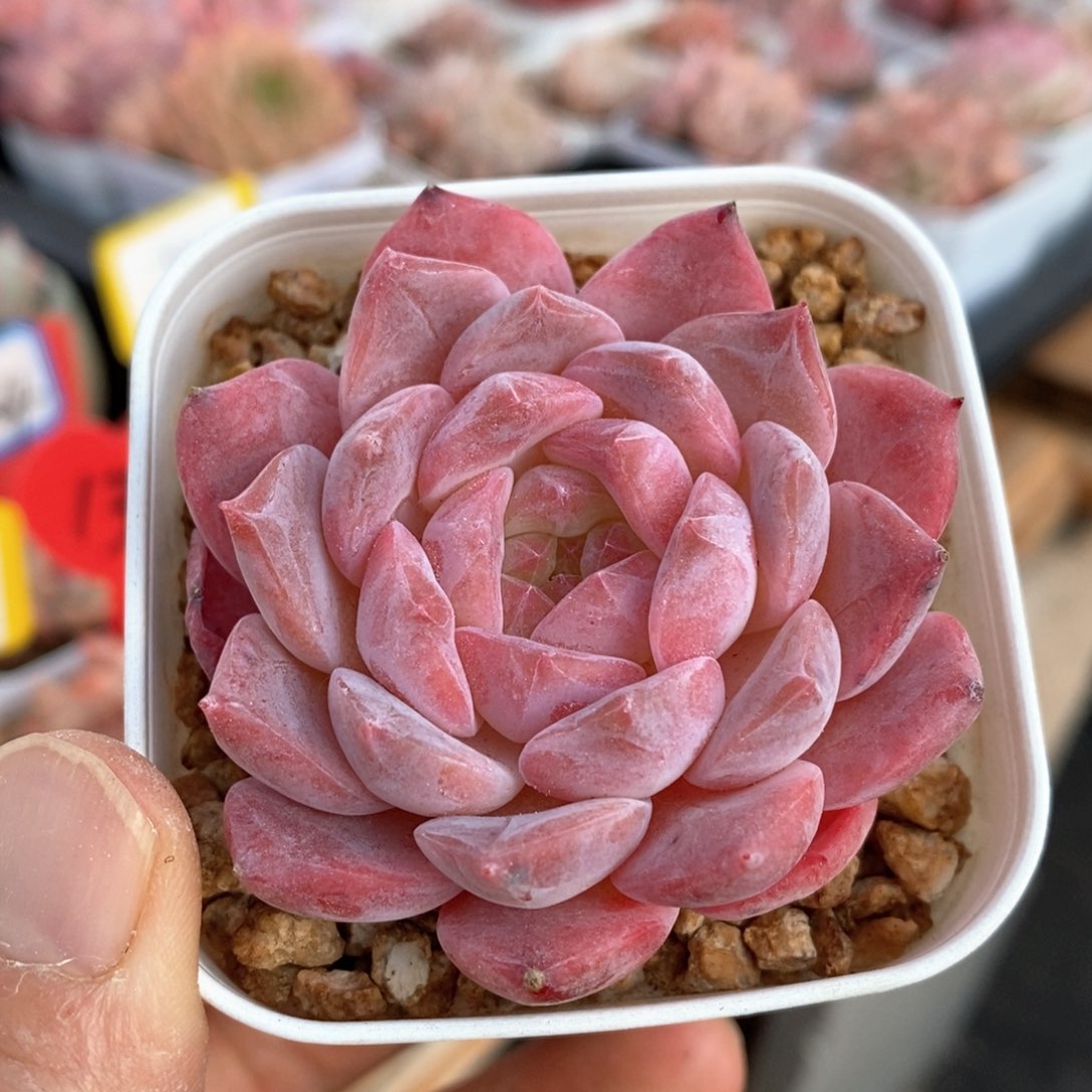 精品多肉一物一拍不包整112