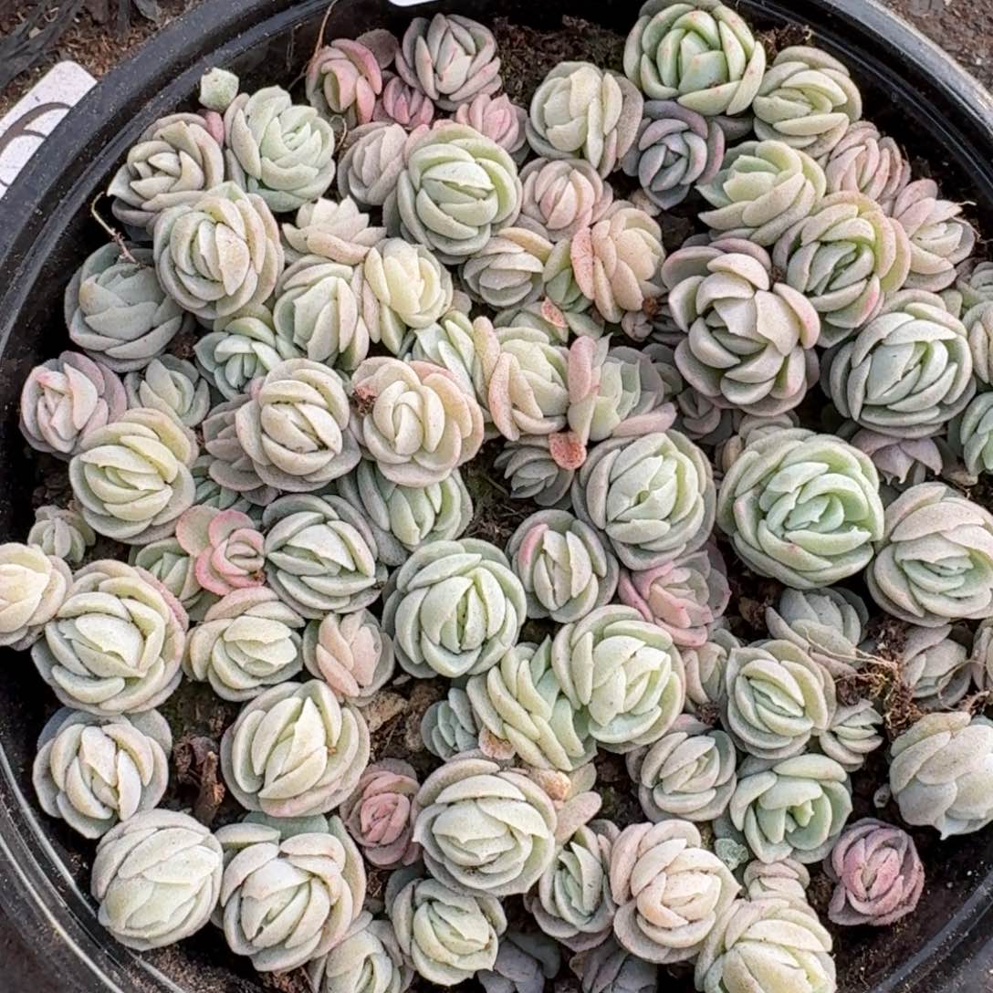 多肉植物多肉植物86