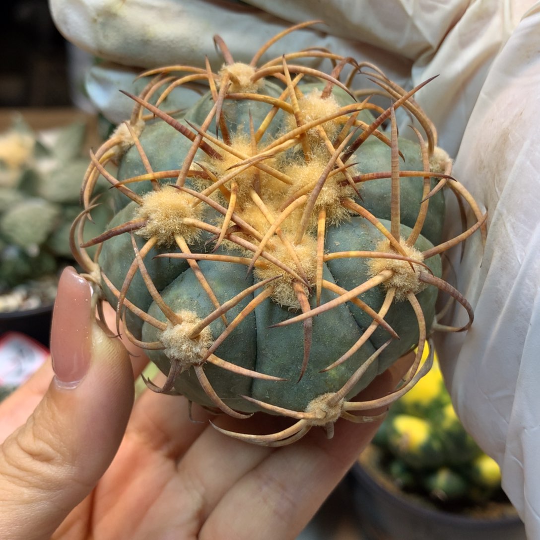     30号 苗接平丸 整体7公分 无根