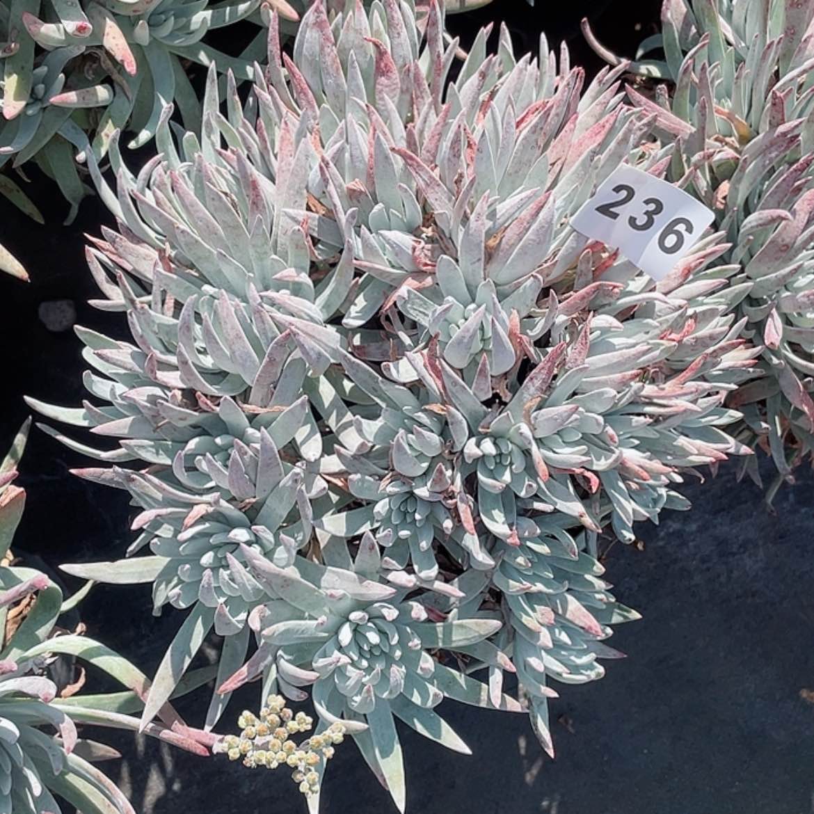 【闪购商品】海瑟大佬桩