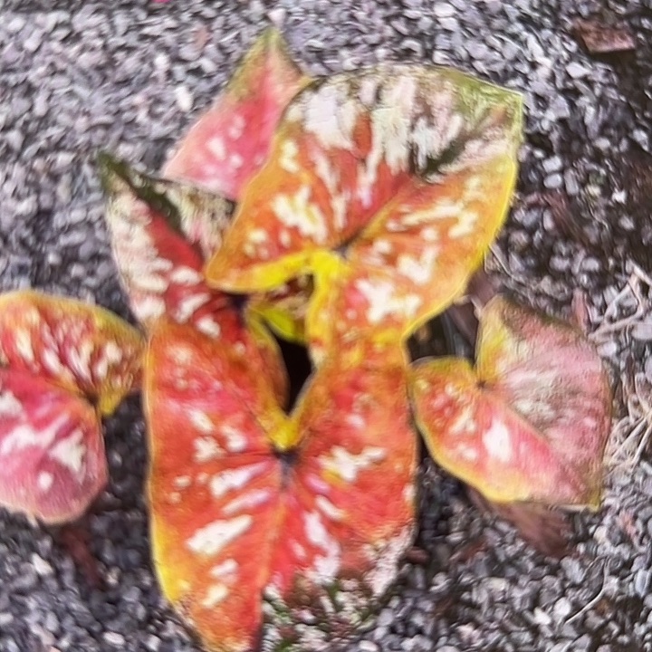 29-0218silahongtong彩叶芋泰国发货