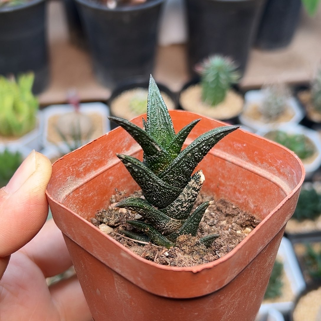 尼古拉硬叶十二卷