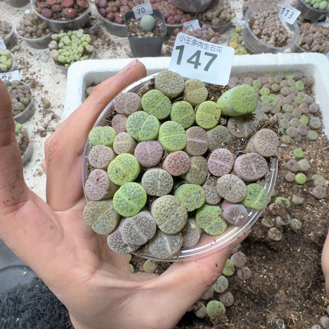 147。 彩富贵一盒。好看