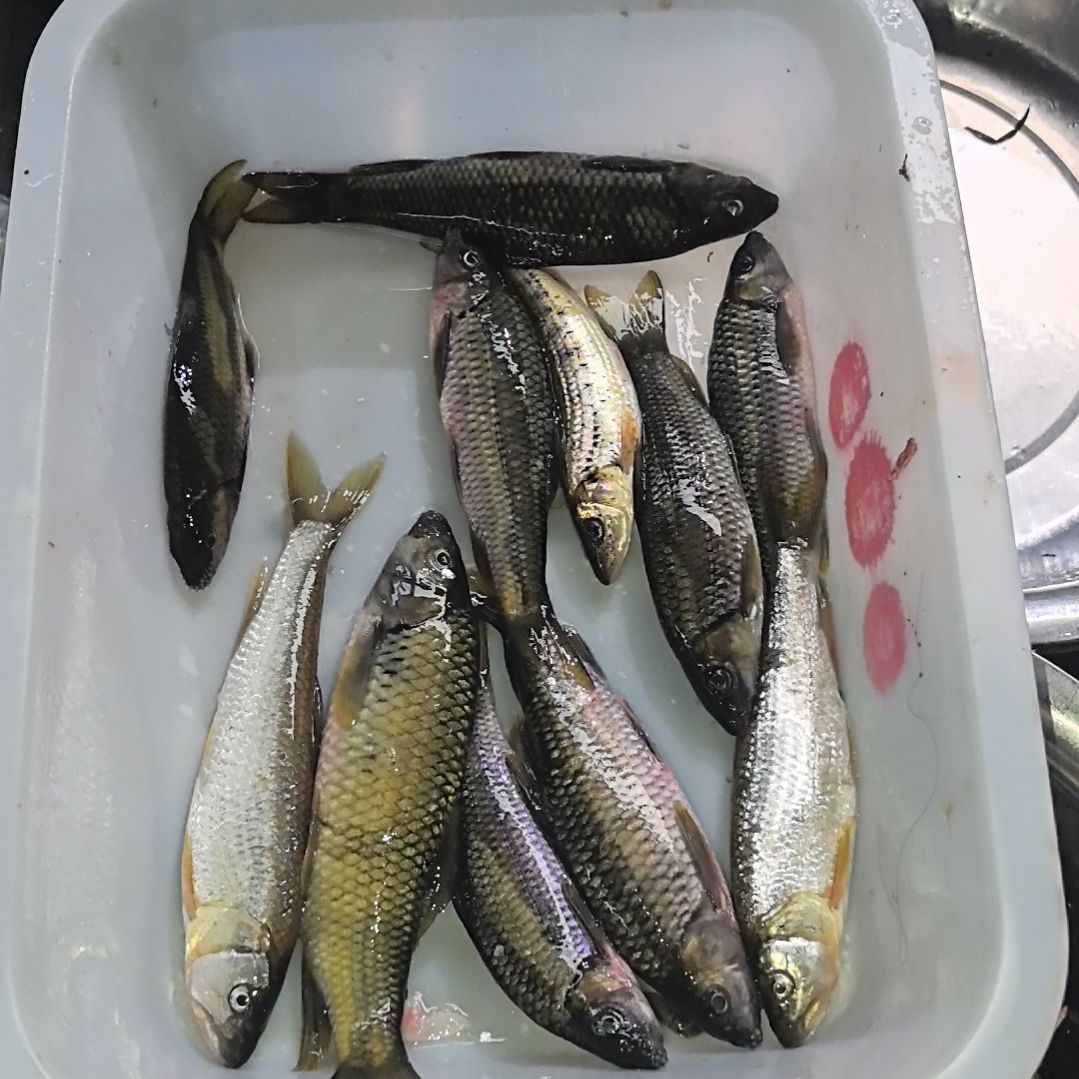 石台小李代购杂鱼河虾