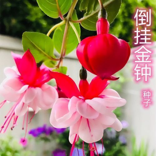 灯笼花重瓣倒挂金钟种子四季易种植物宝莲灯室内吊兰盆景吊钟海棠