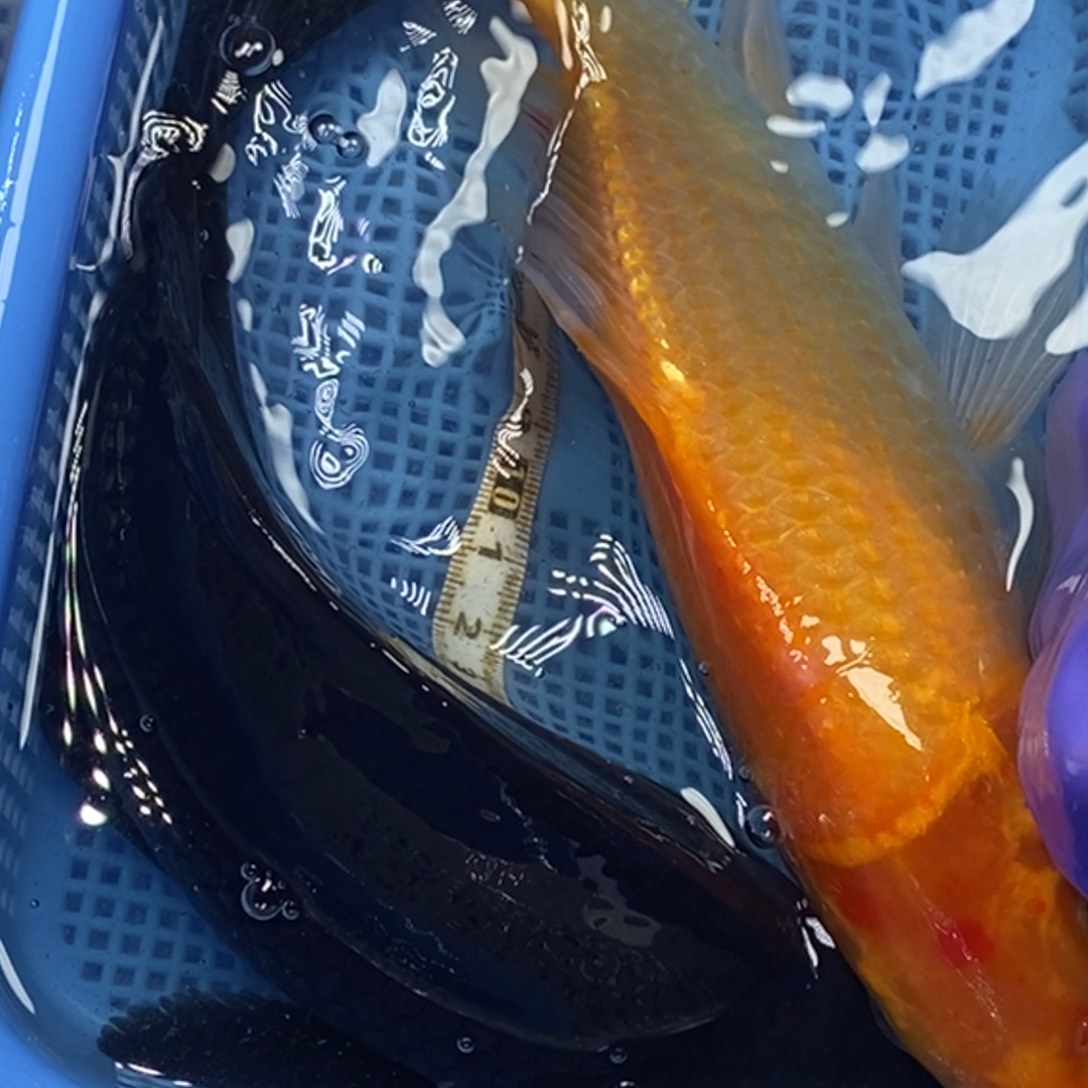 锦鲤冷水锦鲤包邮
