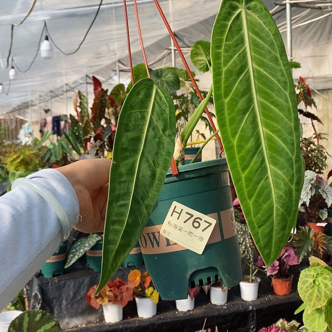 不开花植物陈*顶秋海棠767