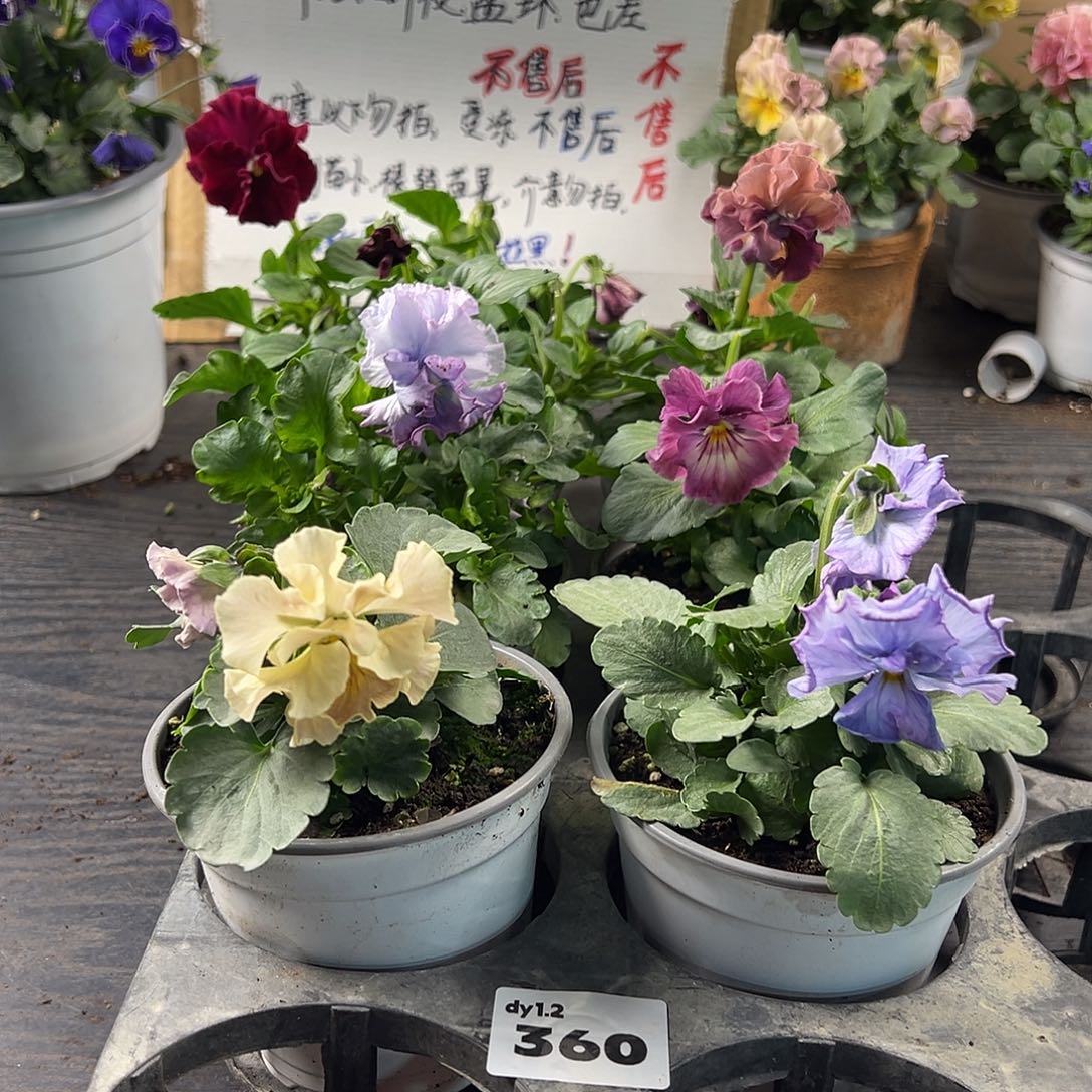 大部分花苞少量开放360号