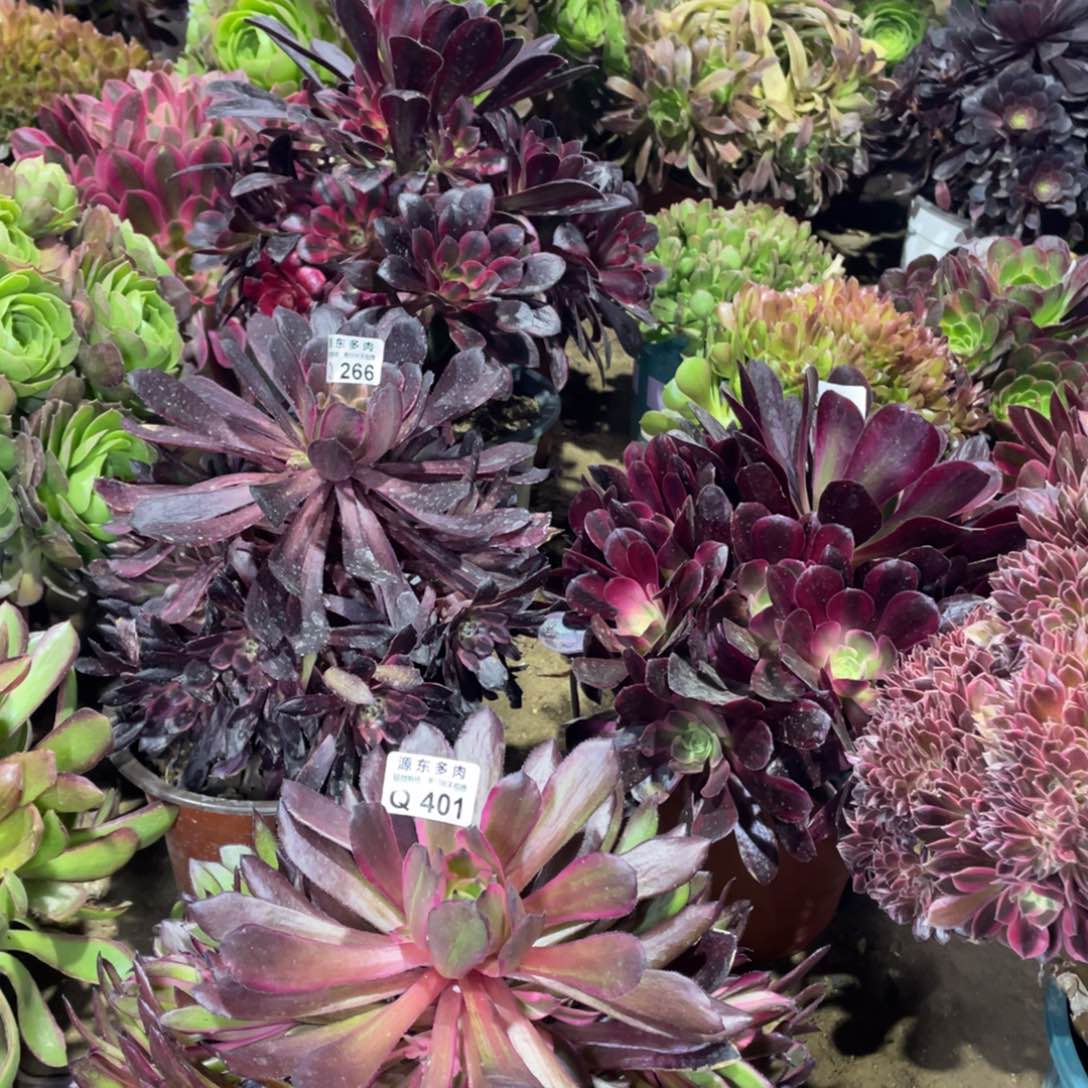 401红铜超白多肉法师断枝不包