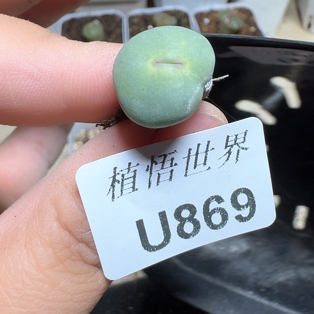 869号的植物哇fv j k