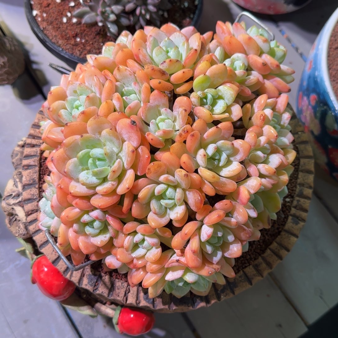 选择额额圆叶冷香多肉植物