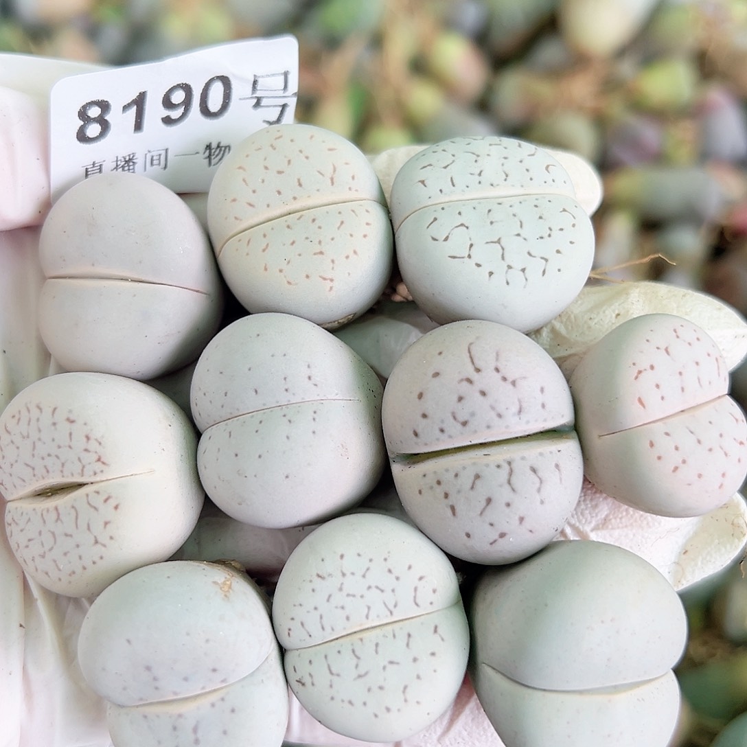 8190四年大白10个2.5cm左右侧面老疤特价