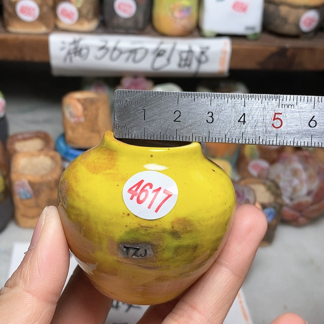 红陶拍5送一个小