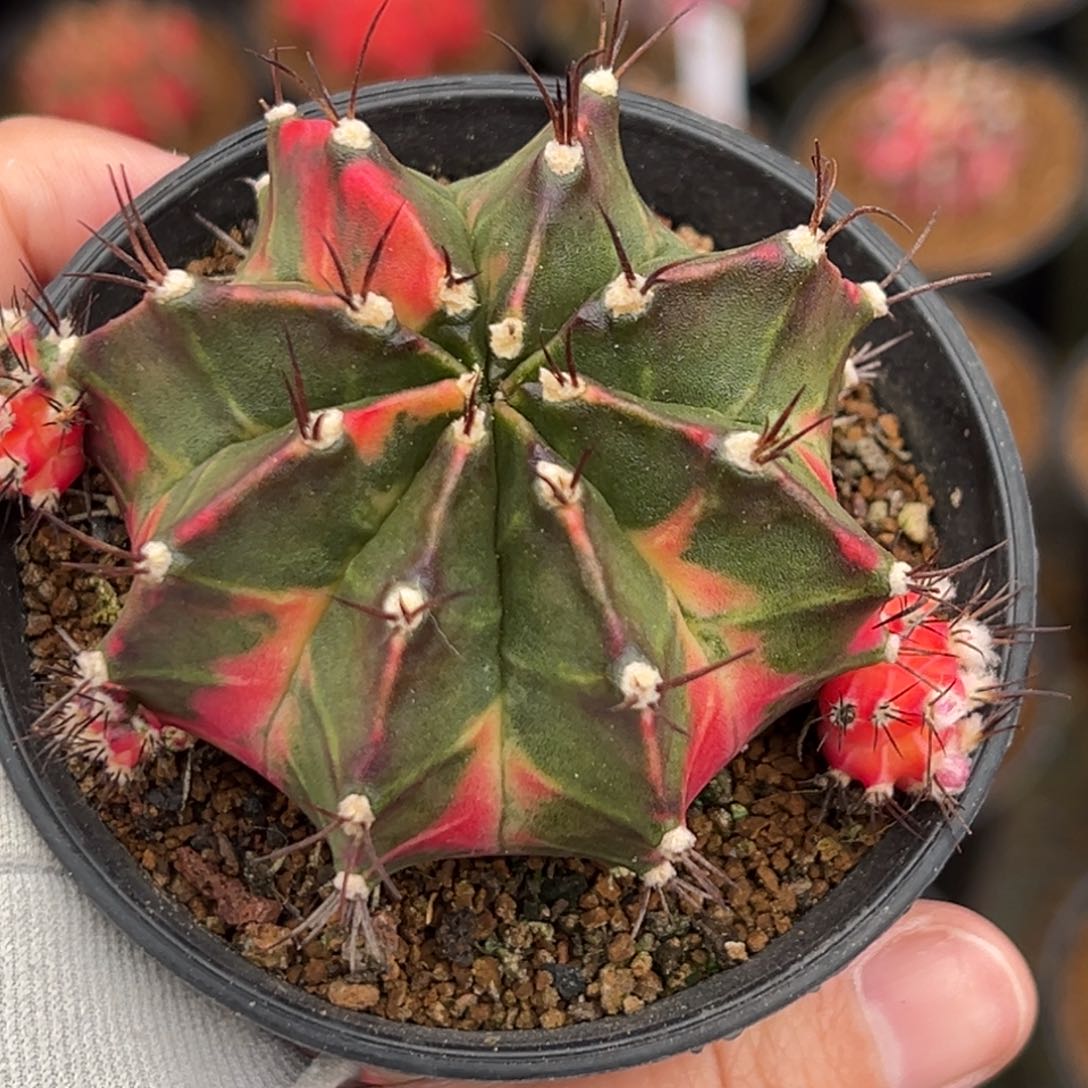 泰系侧芽米哈锦0