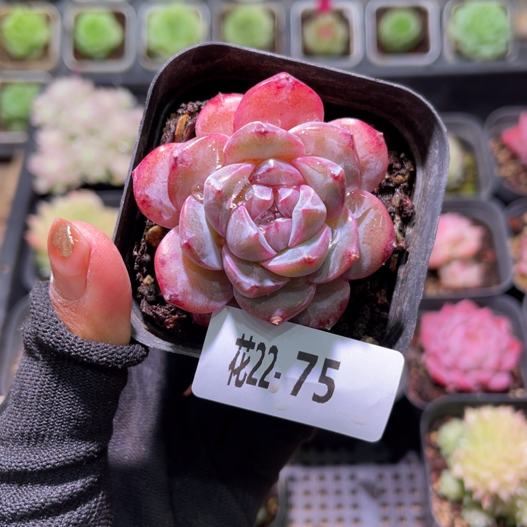 花22-75粉钻瑕疵