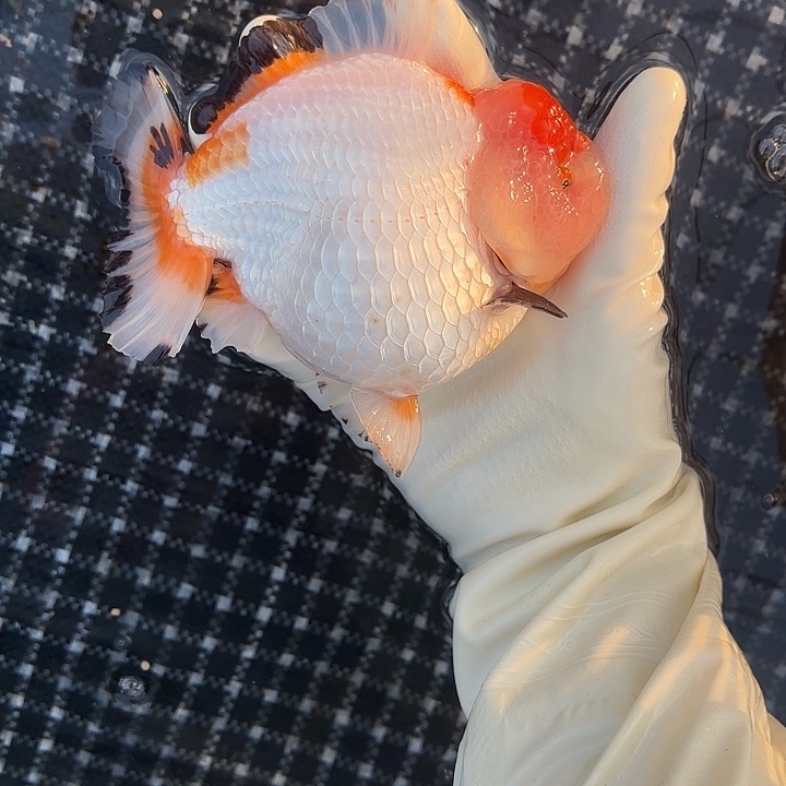 金鱼包邮1562084085