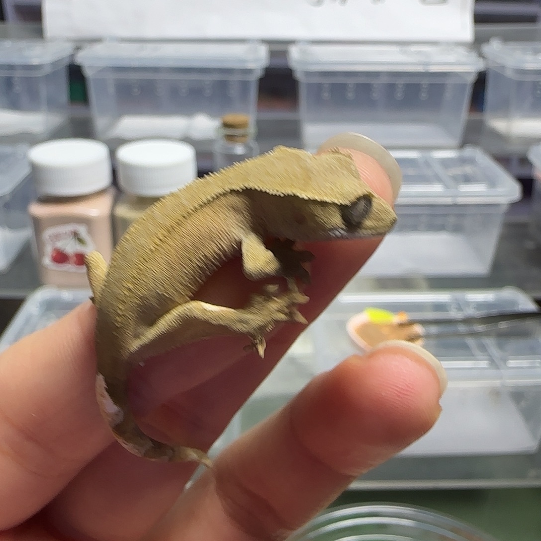 睫角守宫双红睫角守宫大幼