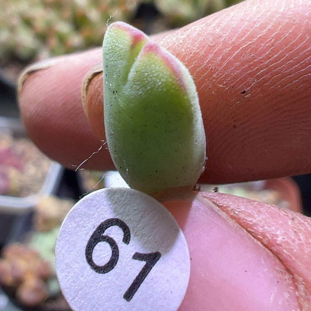 多肉植物111111111111111111