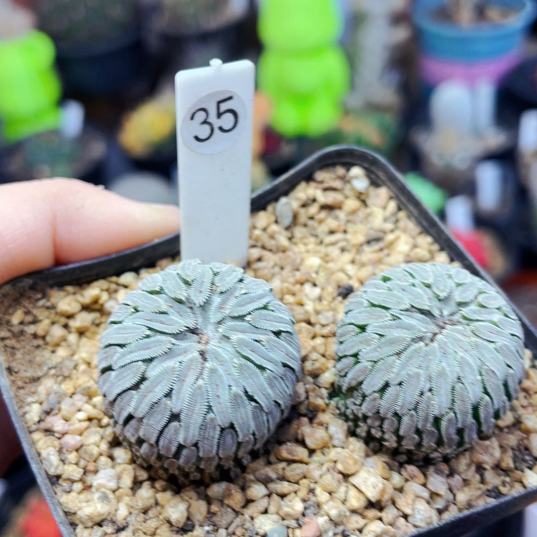 非偏远地区满25包邮仙人球