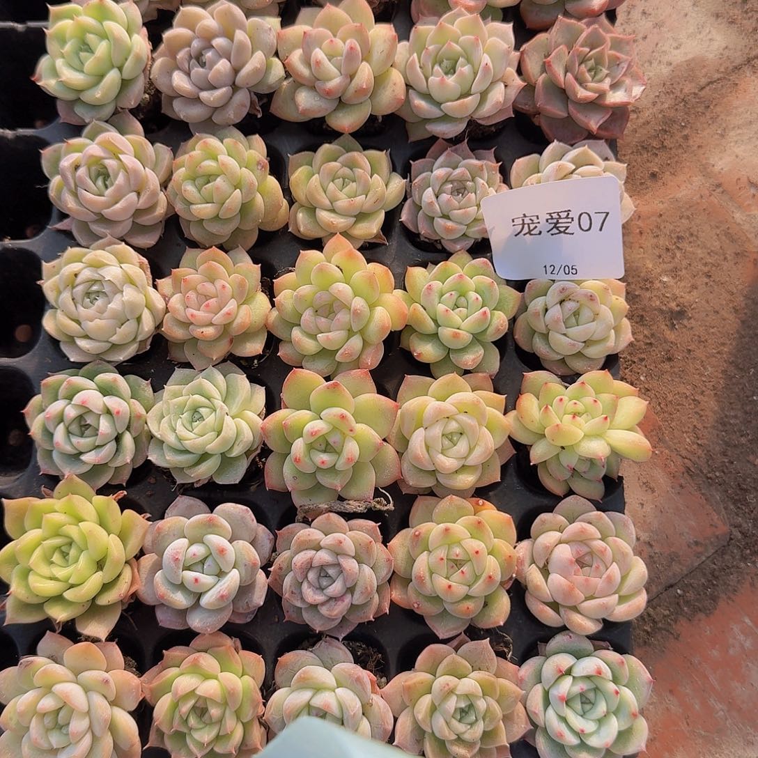 07 直播福利一物一拍