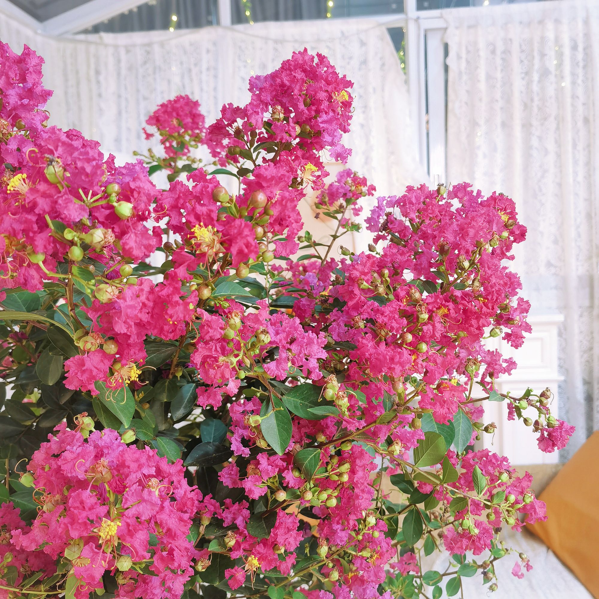 【顺丰送货上门高1米3到1米6】紫薇树棒棒糖带小花苞发