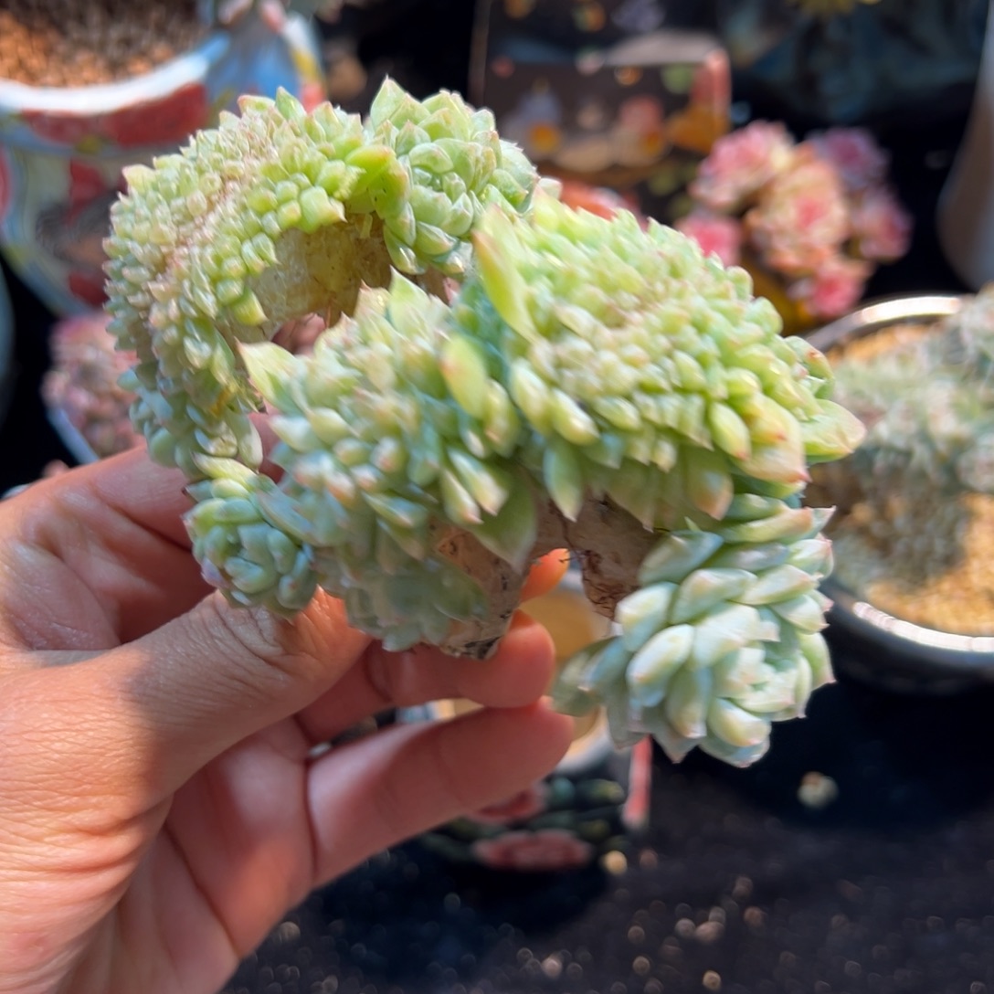 小***星 新年快乐新年快乐