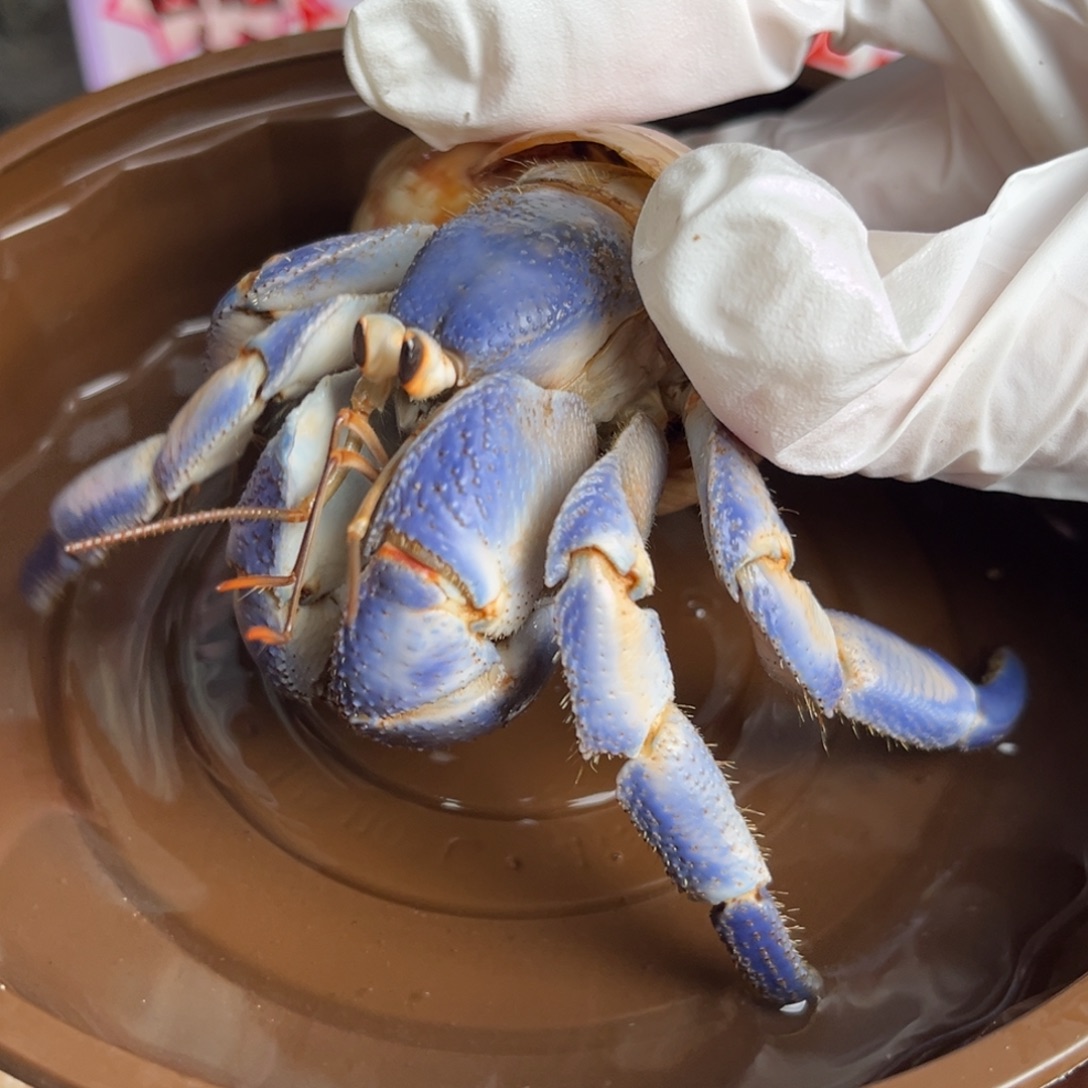 奶油蓝白陆陆3.8口