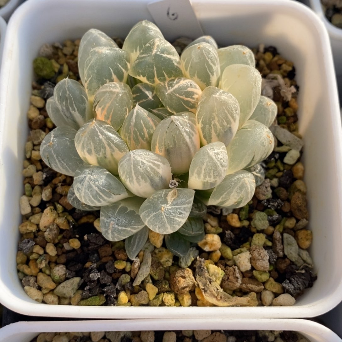 一颗实生糊斑玉露锦 