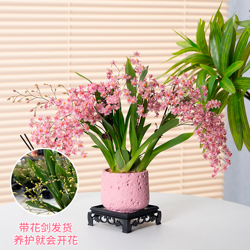 梦香文心兰盆栽带花苞香水巧克力迷你文心兰跳舞兰多年生室内兰花