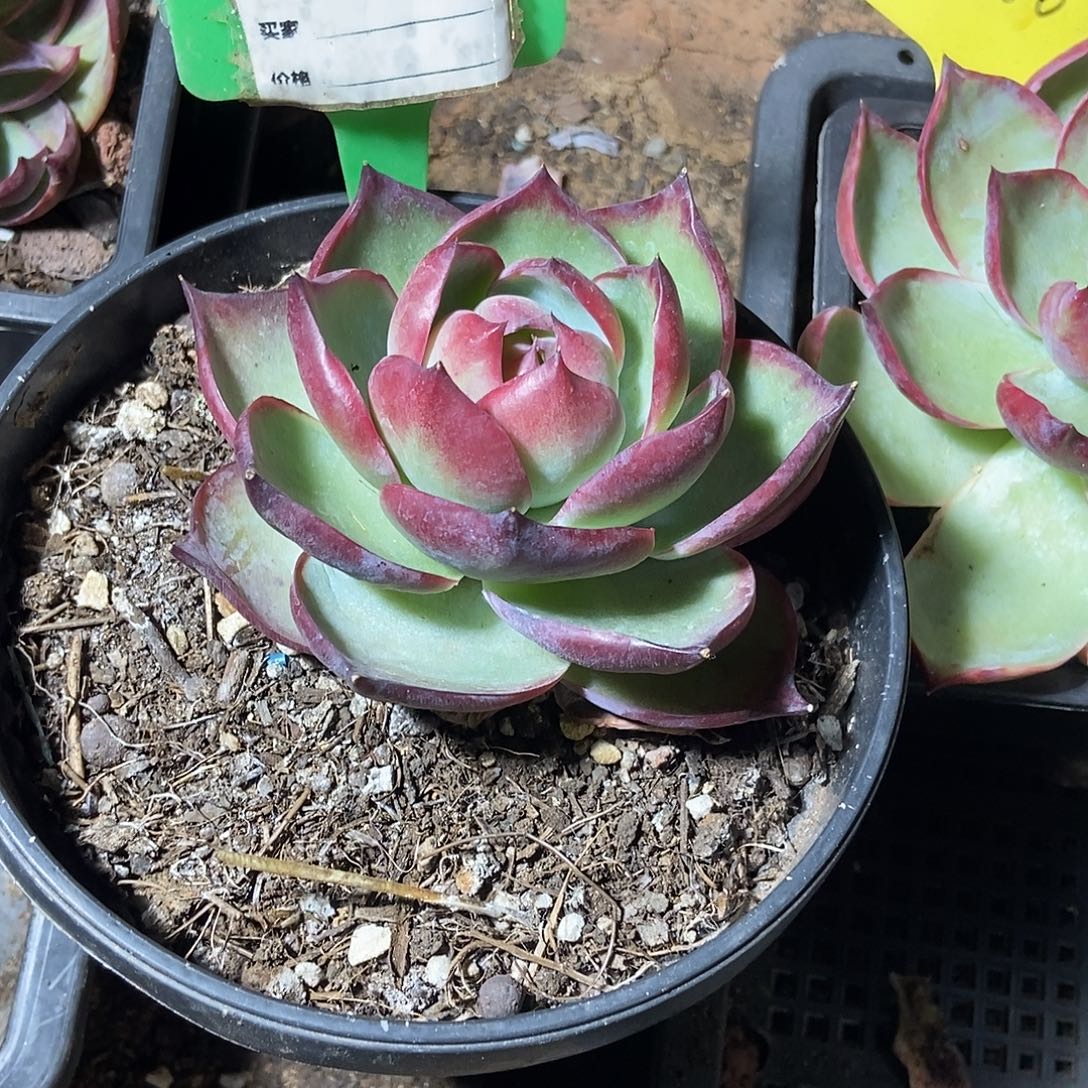 半****惊鸿一物一拍包装收缩花旱974