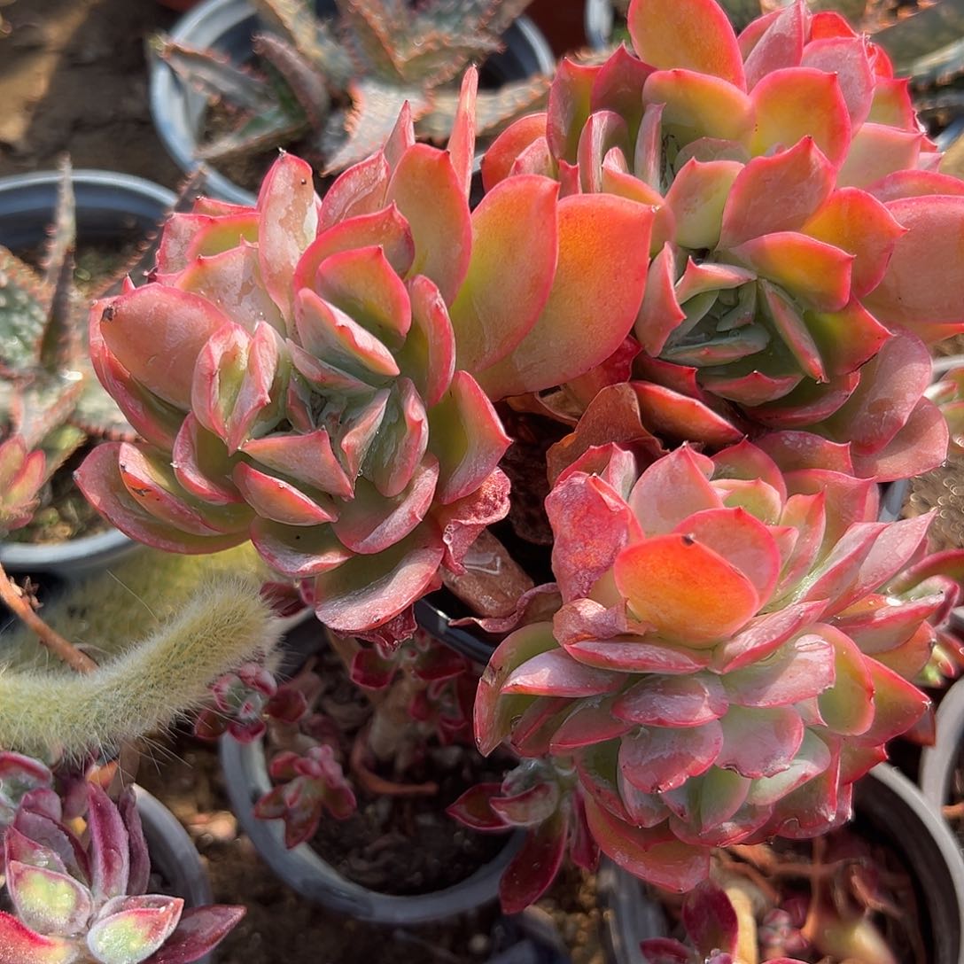 多肉植物绮罗群生