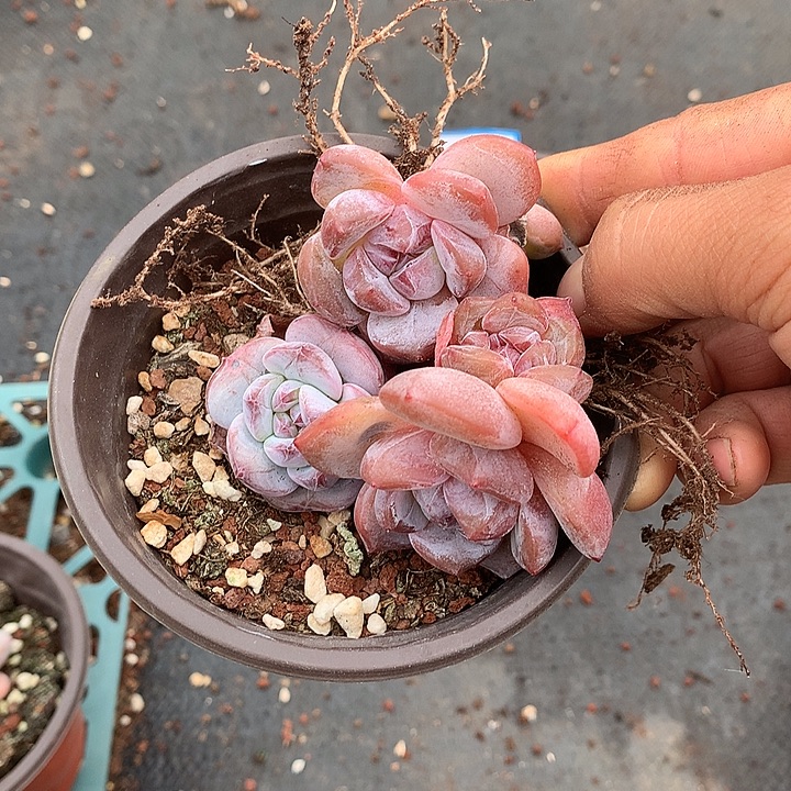简***爱简单爱，星影群有摘心