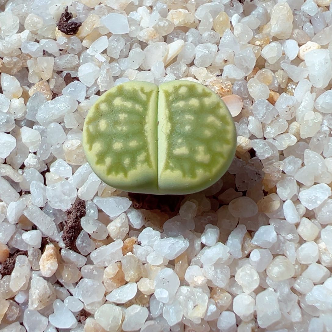 525-171多肉绿菊