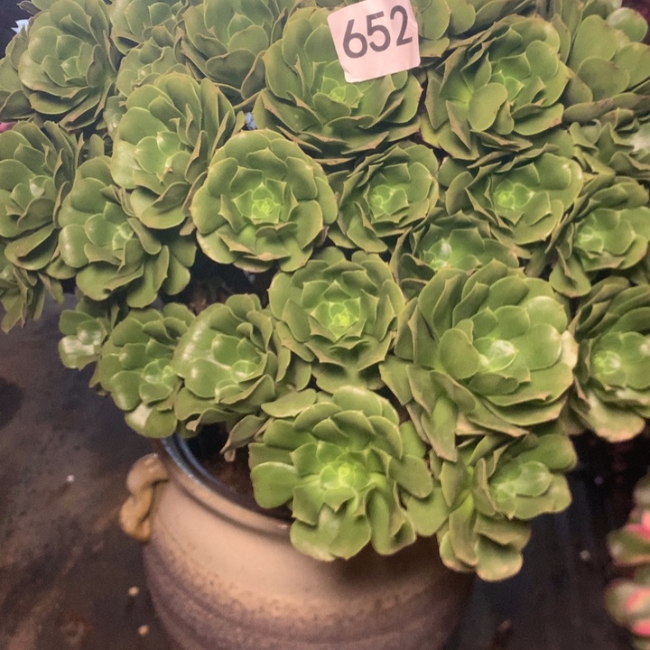 微***光652绿羊绒多多肉植物