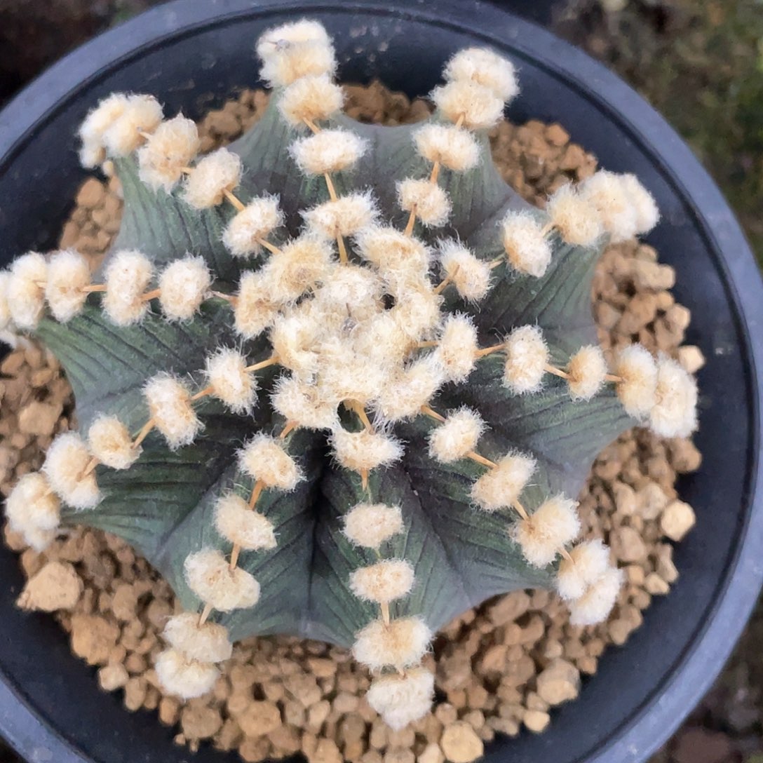 泰系实生根，高绒连绒肋骨LB2187