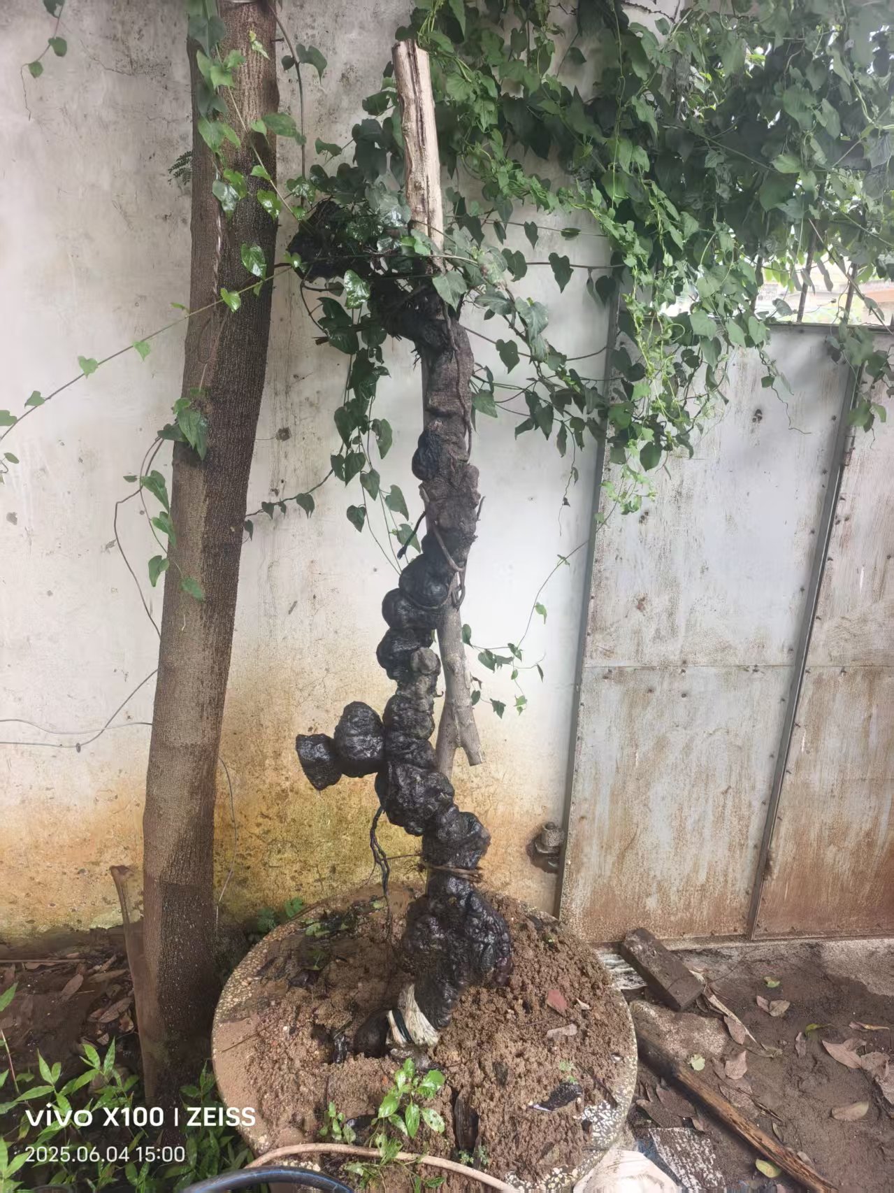 何首乌盆景一物一拍