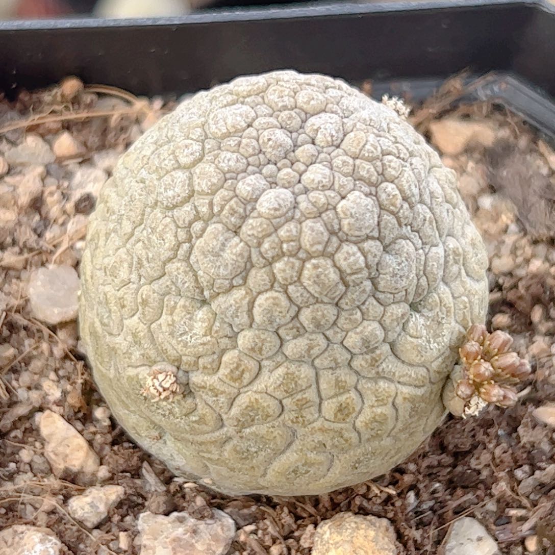 实生 凝蹄玉3.4厘米