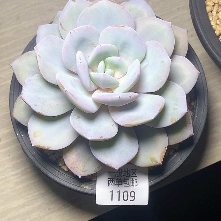 【闪购商品】1109多肉植物盆栽