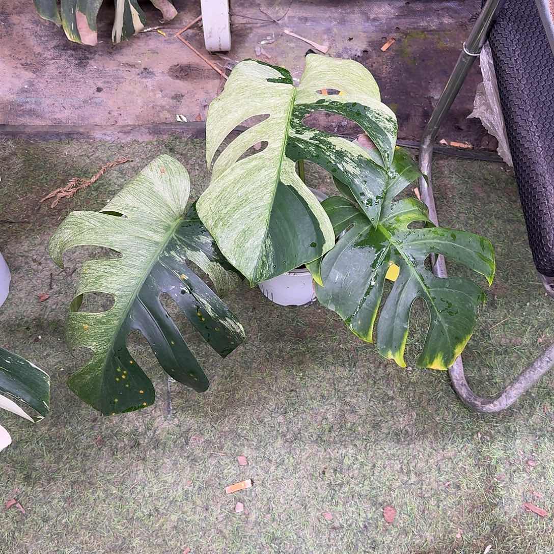 无花朵泰国薄荷顶芽老叶有损Y1