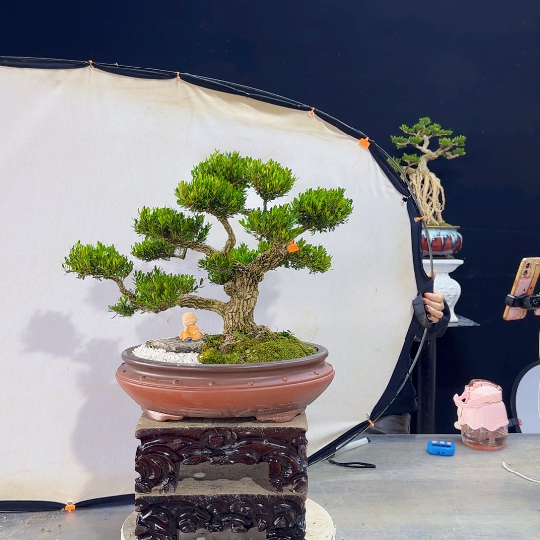 高端盆景艺术作品