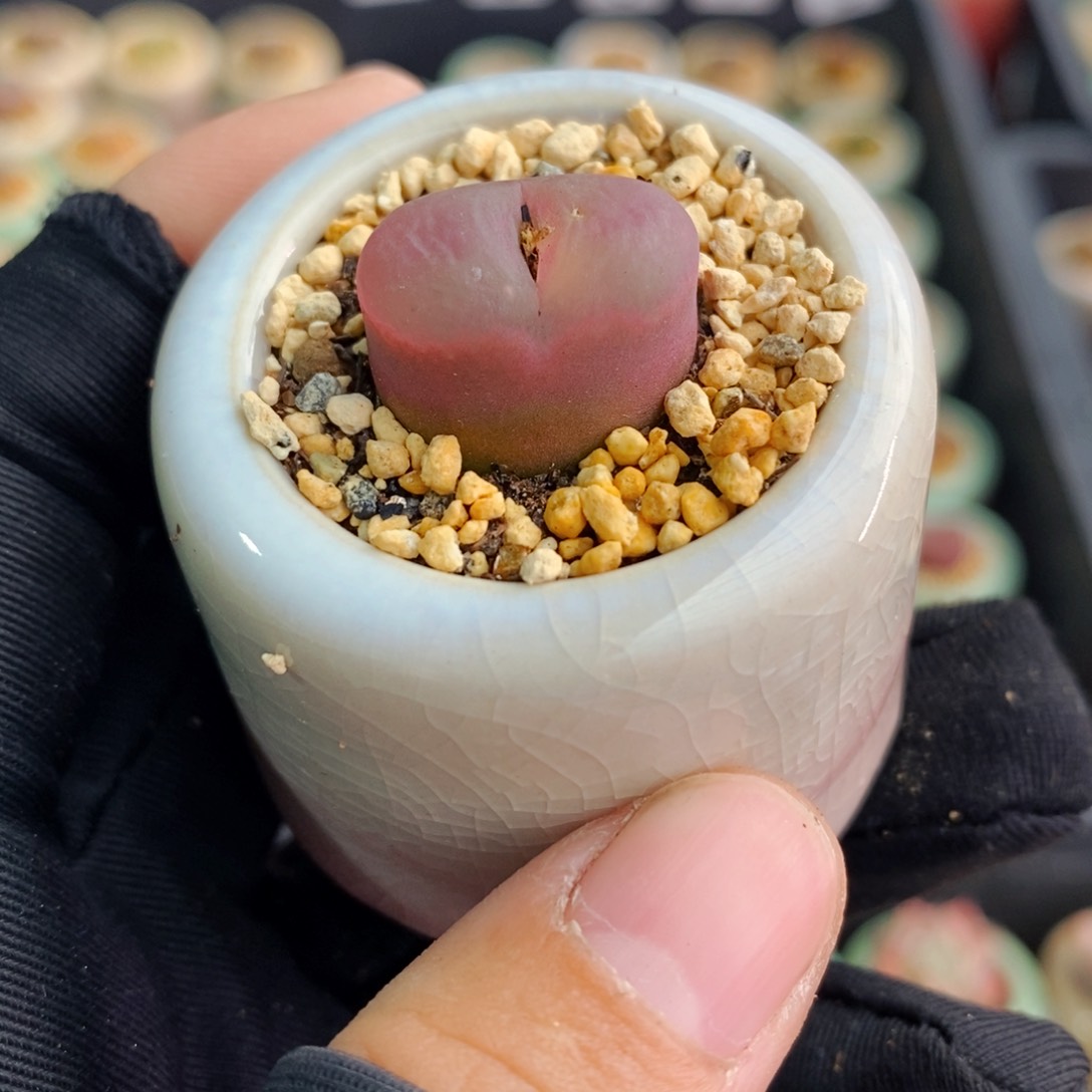 3153-一物一拍带盆