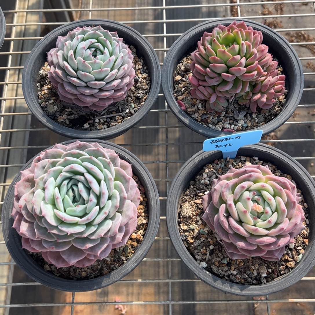 上*菜350131-02杂4