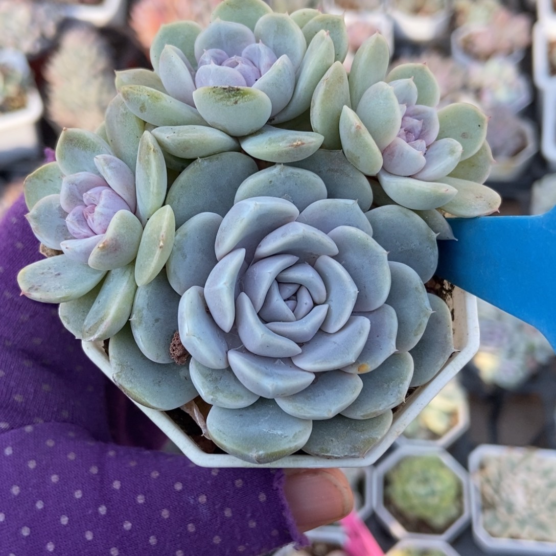 848汉堡多肉植物多肉