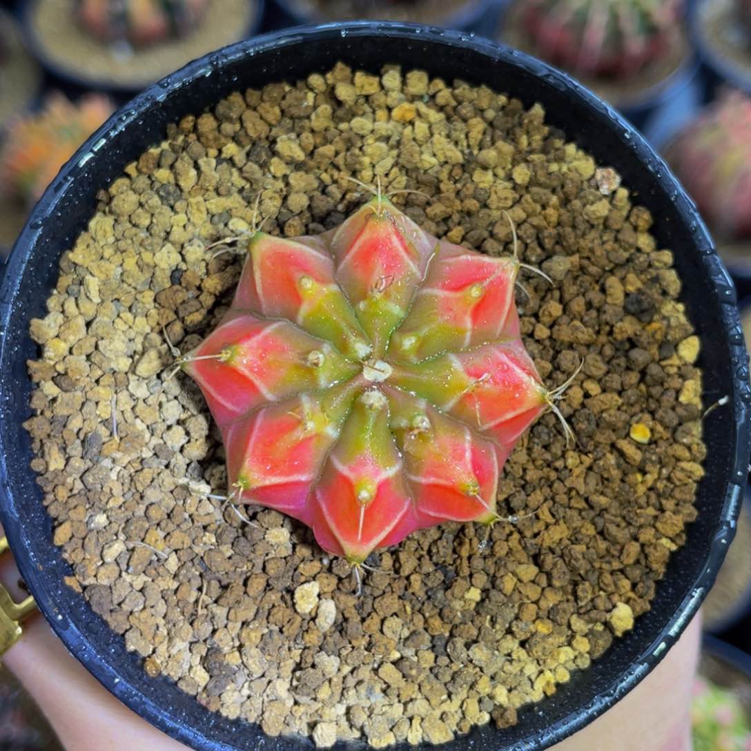 米哈星球00000003