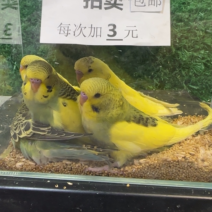 虎皮鹦鹉大头虎皮鹦鹉